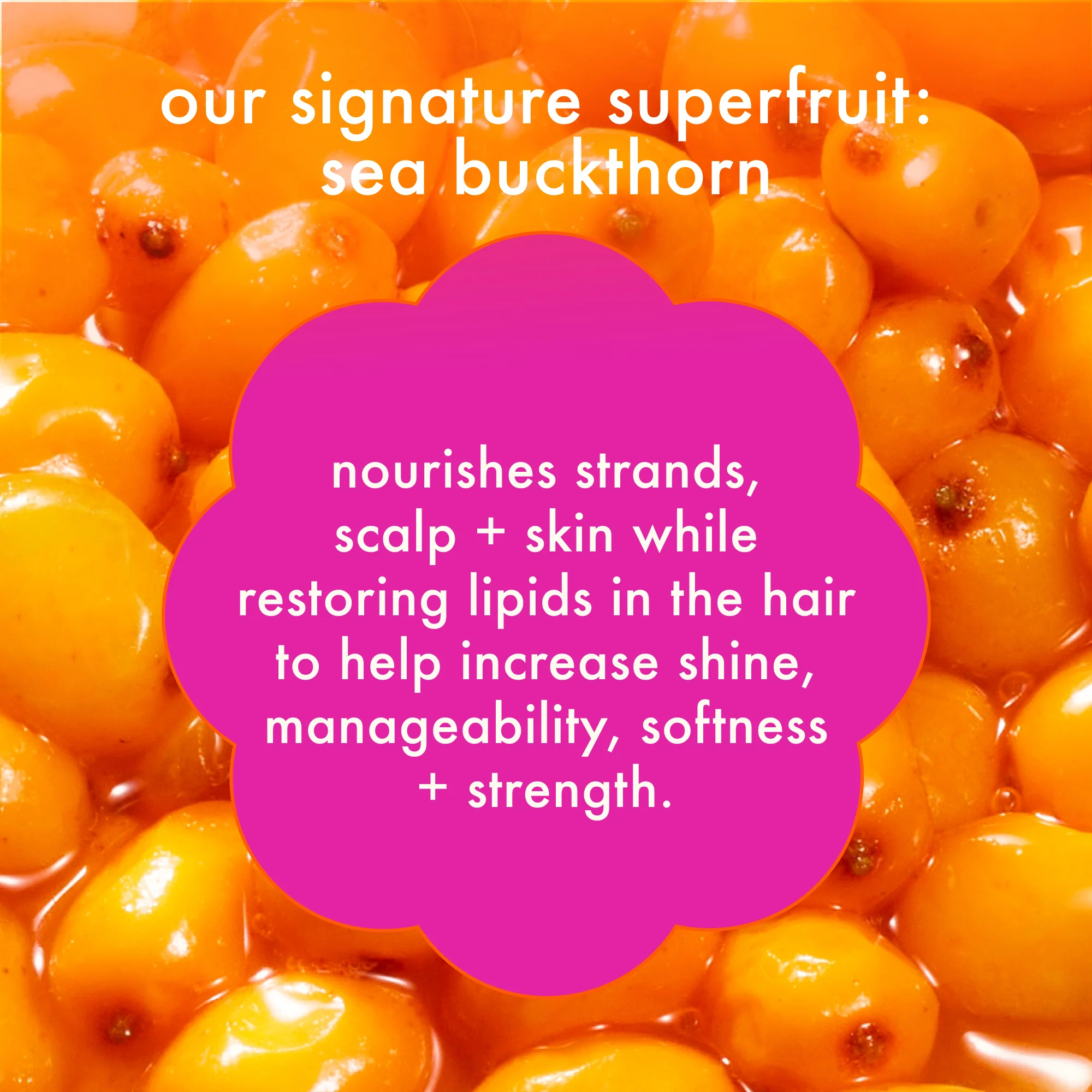 forget frizz | anti-frizz shampoo - Image 13